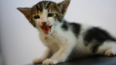 Cats Animals blurred background