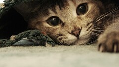 cats Animals carpets ben torode Mammals animal eyes