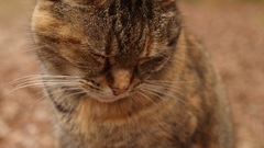 Cats Animals closed eyes