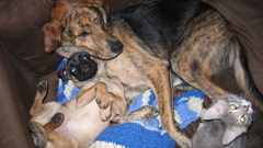 Cats Animals Dogs cuddling