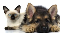 Cats Animals Dogs siamese