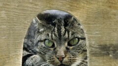 cats Animals eyes Mammals animal eyes