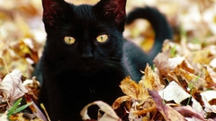 Cats Animals fallen leaves
