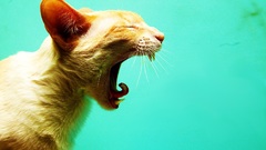 Cats Animals fangs yawns