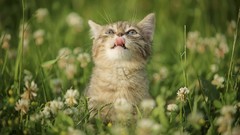 Cats Animals feline clover