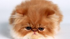 cats Animals feline grumpy cat face Simple Background Mammals