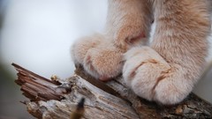 Cats Animals feline Lions