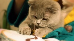 Cats Animals feline Scottish