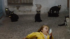 Cats Animals fish funny