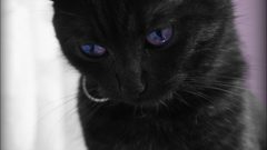 Cats Animals fluffy Kittens