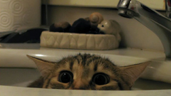 Cats Animals funny bathroom