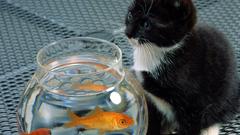 Cats Animals goldfish