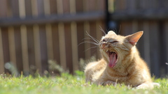 cats Animals grass depth of field yawning Mammals outdoors