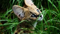 Cats Animals grass outdoors