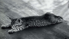Cats Animals grayscale