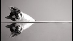 Cats Animals grayscale Kittens