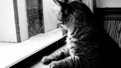 Cats Animals grayscale monochrome