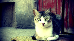 Cats Animals green eyes