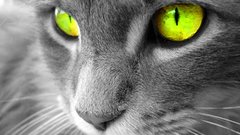 Cats Animals green eyes