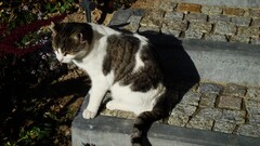 cats Animals hairday outdoors