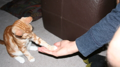 Cats Animals high five