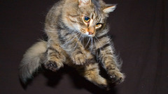 Cats Animals jumping