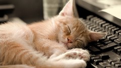 Cats Animals keyboards sleeping