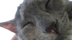 Cats Animals Kittens