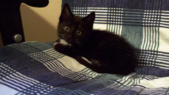 Cats Animals Kittens