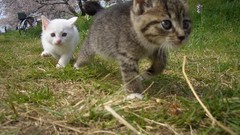 Cats Animals Kittens