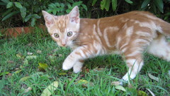 Cats Animals Kittens