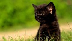 Cats Animals Kittens