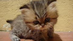 Cats Animals Kittens