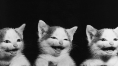 Cats Animals Kittens