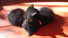 Cats Animals Kittens