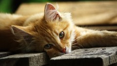 Cats Animals Kittens