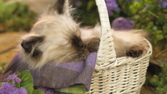 Cats Animals Kittens baskets