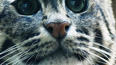 Cats Animals Kittens close-up