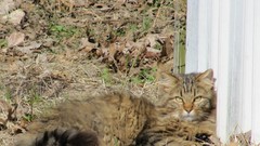 Cats Animals Kittens norwegian