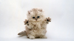 Cats Animals Kittens paws