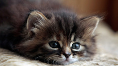 Cats Animals Kittens pets