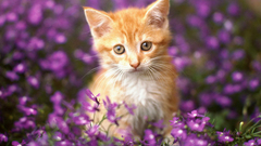 Cats Animals Kittens purple