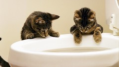Cats Animals Kittens toilets