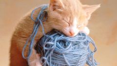 Cats Animals Kittens yarn