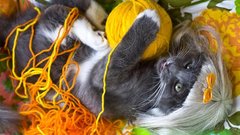 Cats Animals Kittens yarn