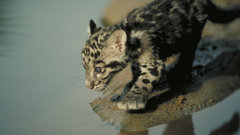 Cats Animals Leopards clouded