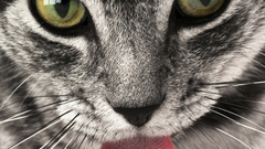 Cats Animals licking tongue