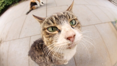 Cats Animals Mammals