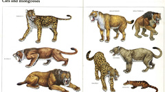 Cats Animals Mammals