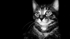 Cats Animals monochrome desaturated